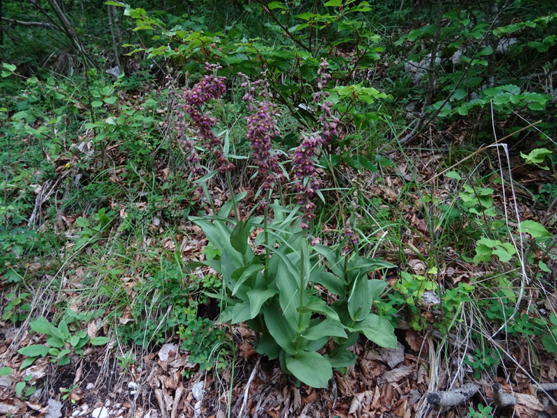 Epipactis atrorubens